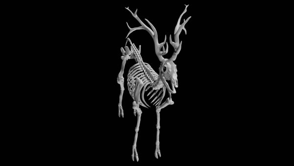 Deer skeleton 3d model