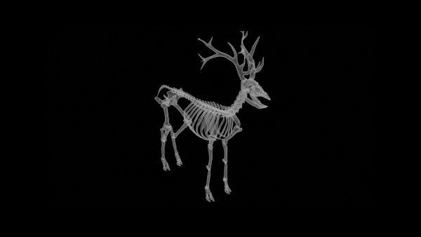 Deer skeleton 3d model