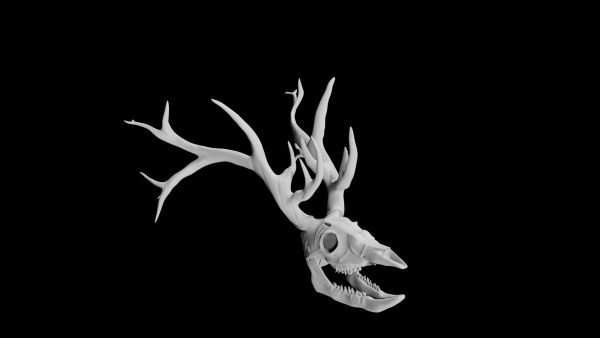 Deer skull 3d model
