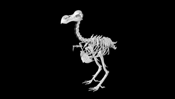 Dodo bird skeleton 3d model