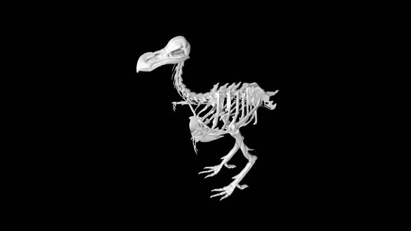 Dodo bird skeleton 3d model