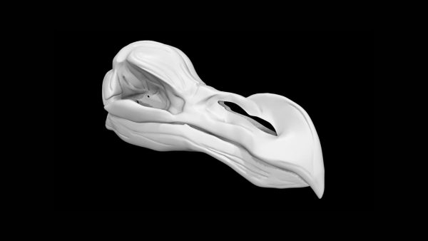Dodo bird skull 3d model