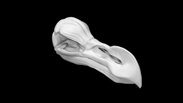 Dodo bird skull 3d model