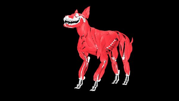 Dog anatomy 3d model