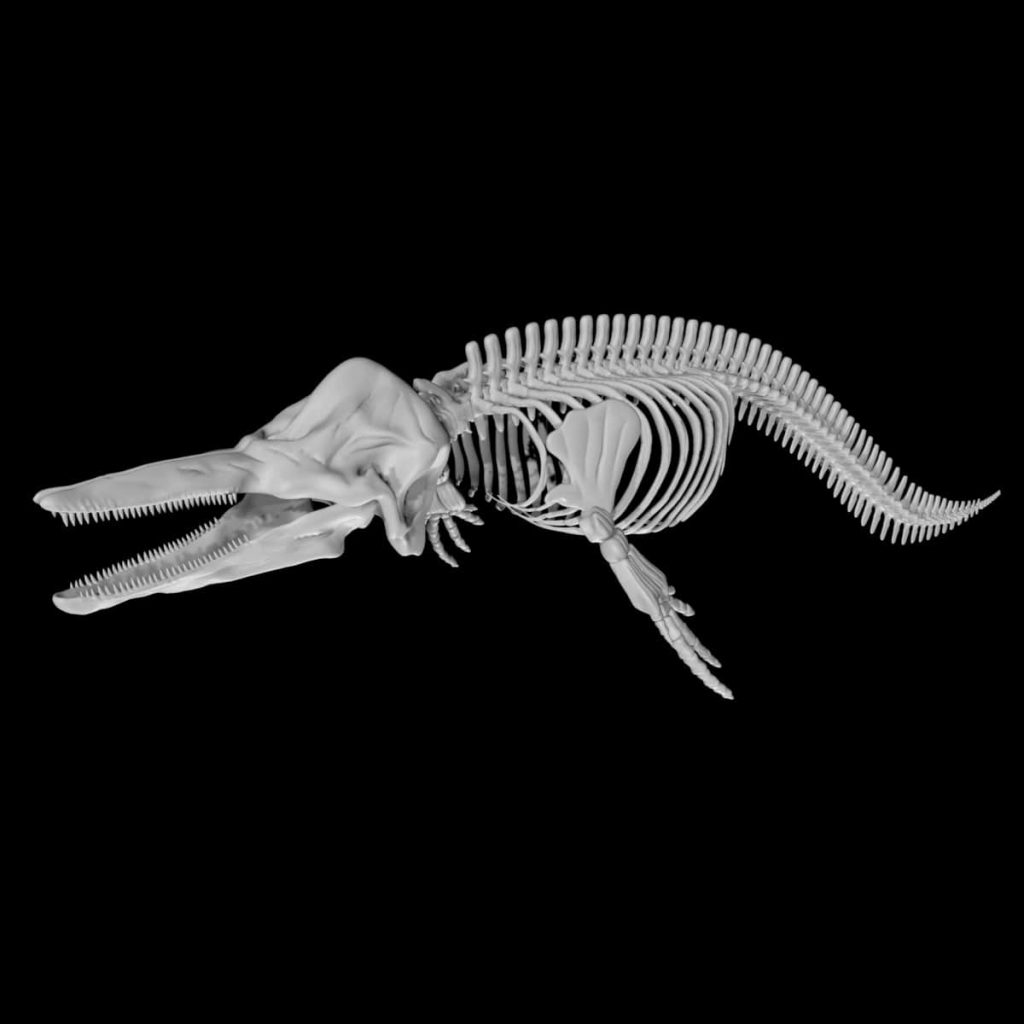 Dolphin skeleton 3d model Rigged and low poly - Team 3d Yard