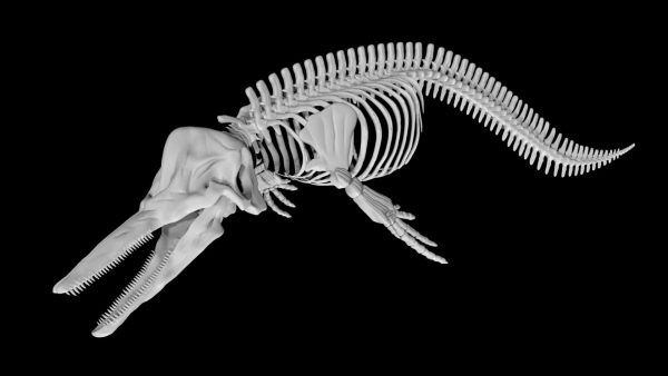 Dolphin skeleton 3d model