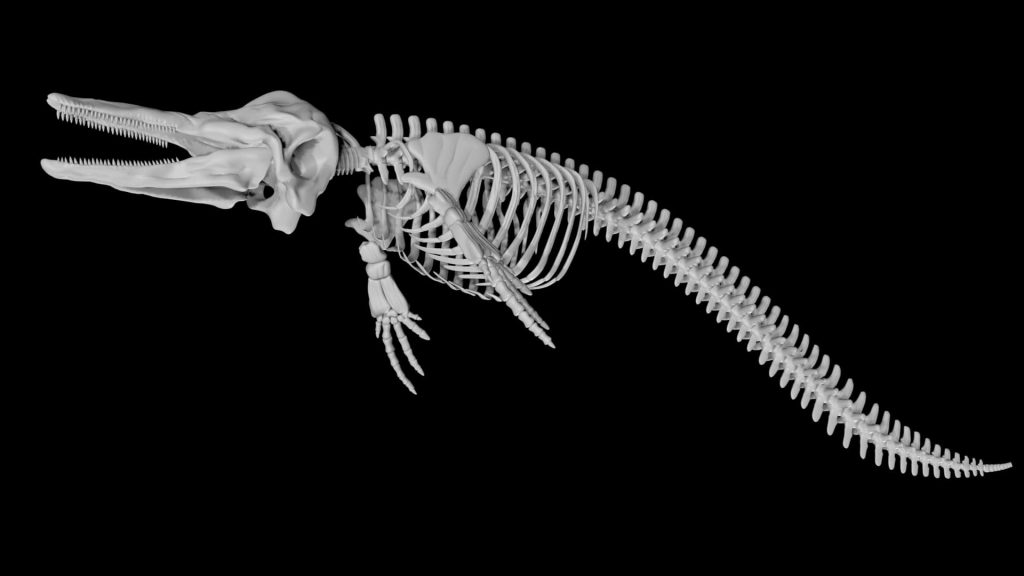 Dolphin skeleton 3d model Rigged and low poly - Team 3d Yard