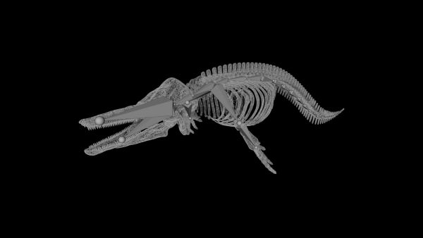 Dolphin skeleton 3d model