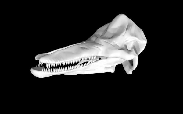 Dolphin skull 3d model