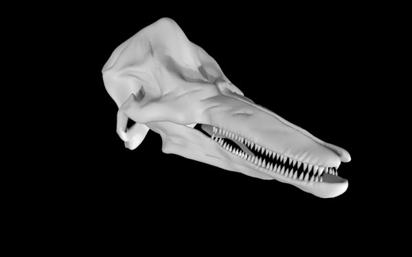 Dolphin skull 3d model
