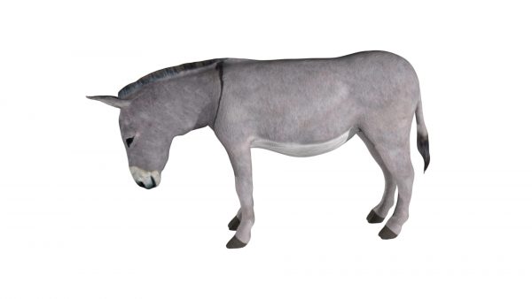 Donkey 3d model