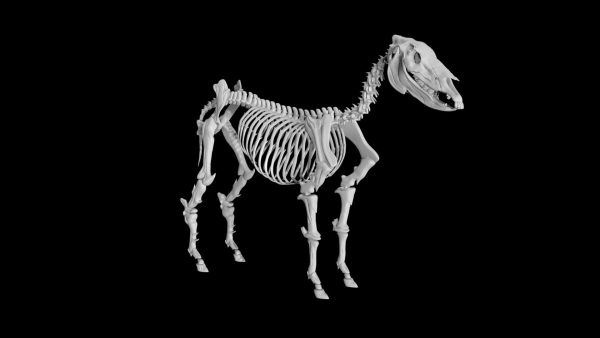Donkey skeleton 3d model