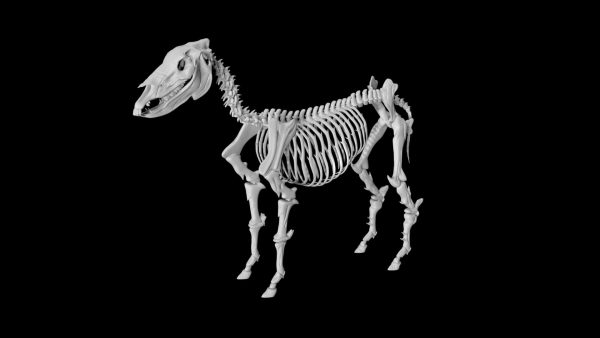 Donkey skeleton 3d model