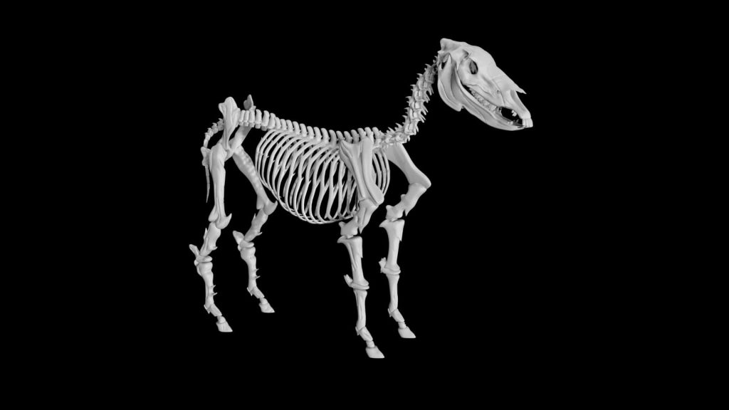 Donkey Skeleton 3d model Low Poly AR 3d model - Team 3d Yard