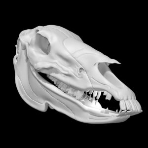 Donkey skull 3d model
