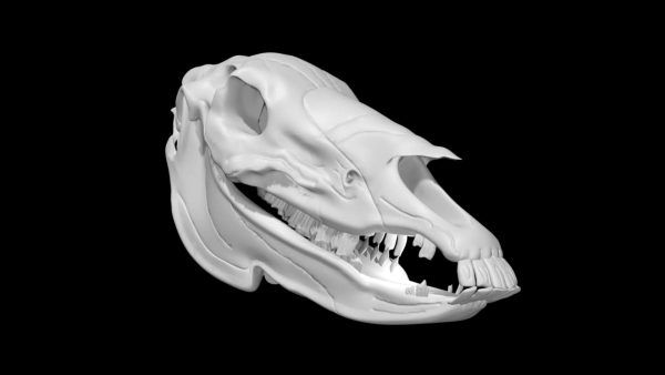 Donkey skull 3d model