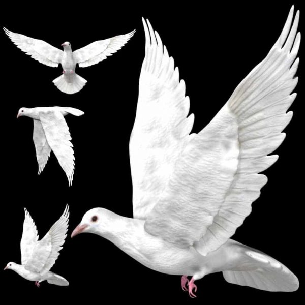 Dove pigeon 3d model