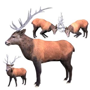 Elk deer 3d model