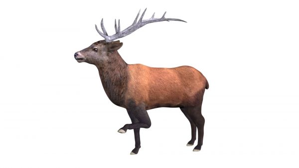 Elk deer 3d model