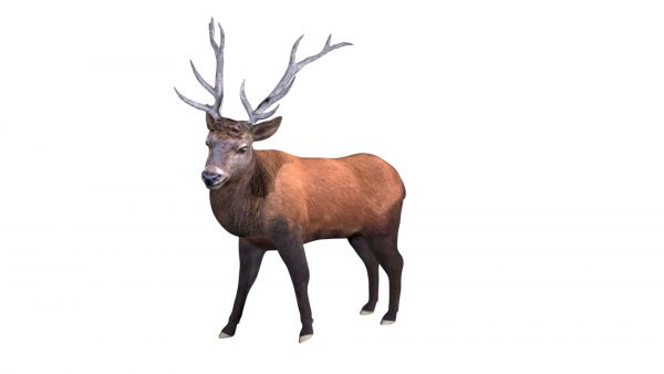Elk deer 3d model