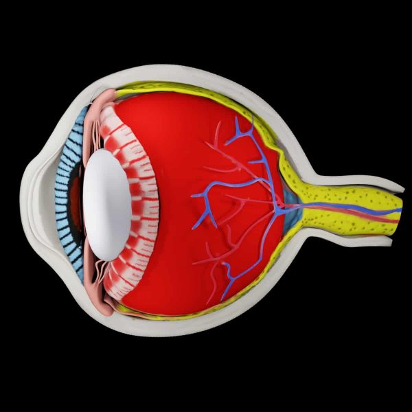 Eye anatomy 3d model