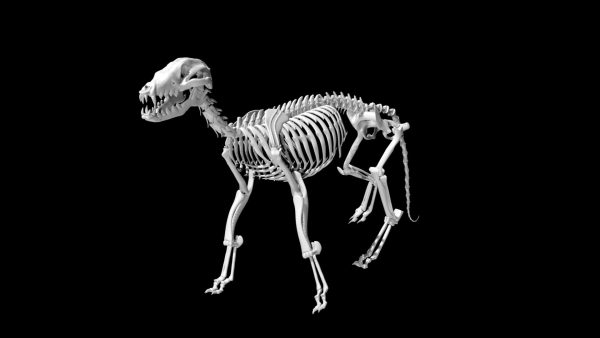 Fox skeleton 3d model
