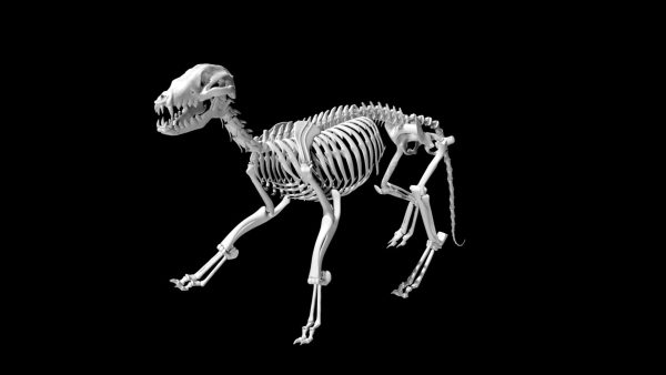 Fox skeleton 3d model
