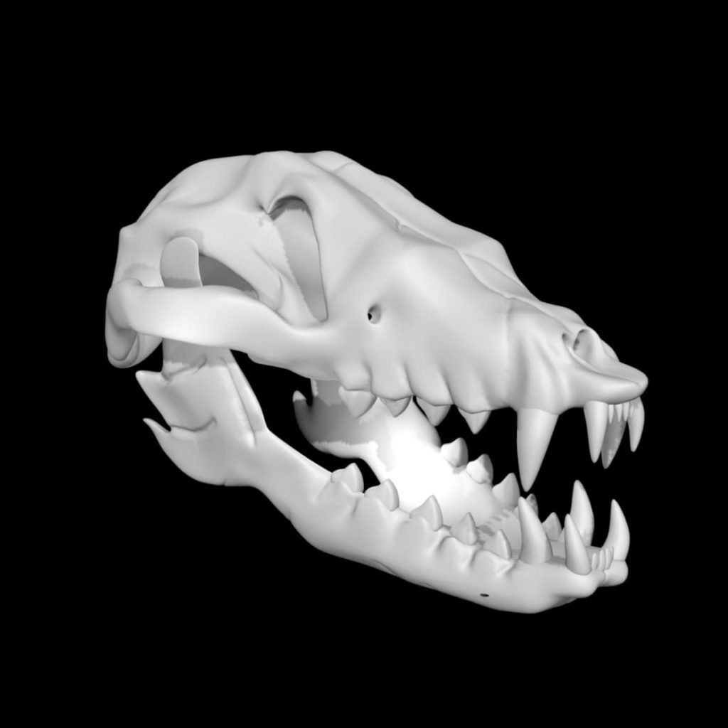 Fox skull 3d model Rigged and Low Poly - Team 3d Yard