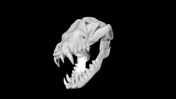 Fox skull 3d model
