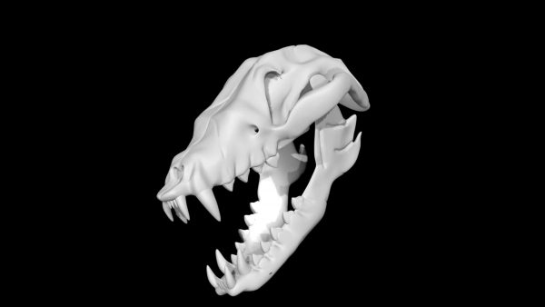 Fox skull 3d model