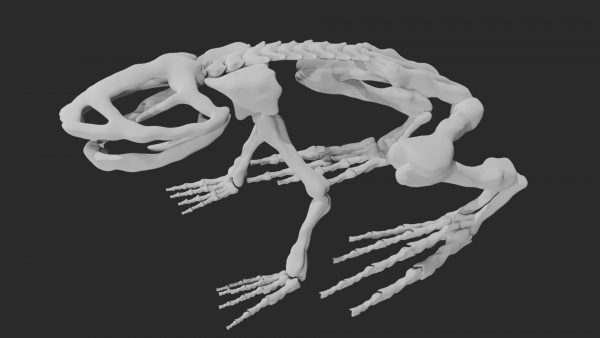 Frog skeleton 3d model