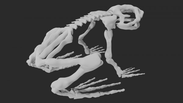 Frog skeleton 3d model