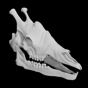 Giraffe skull 3d model