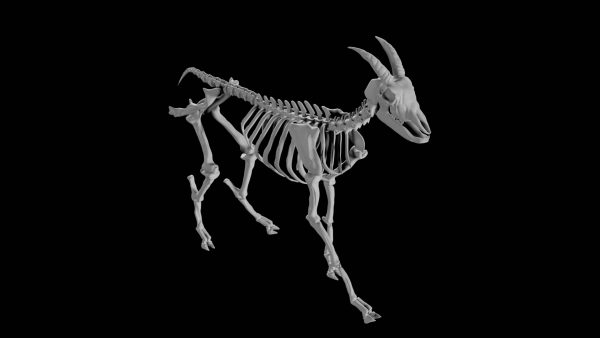 Goat skeleton 3d model