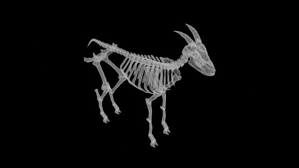 Goat skeleton 3d model