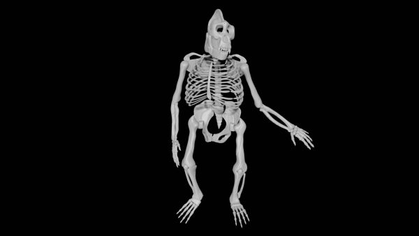 Gorilla skeleton 3d model