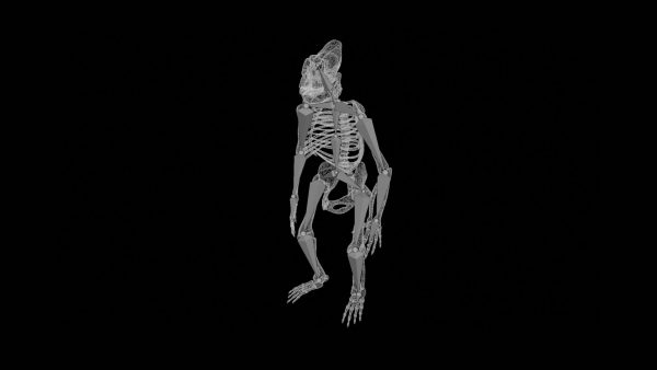 Gorilla skeleton 3d model