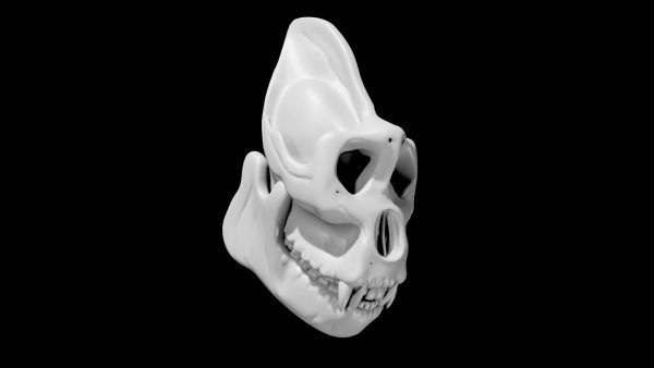 Gorilla skull 3d model