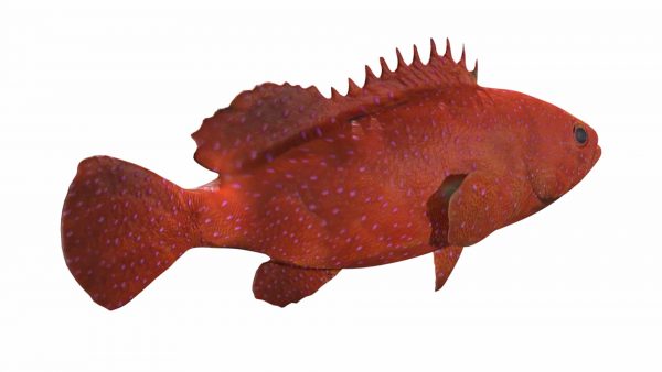 Grouper fish 3d model