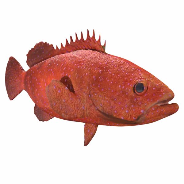 Grouper fish 3d model