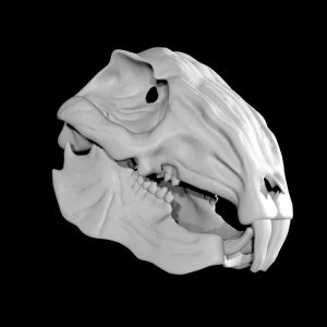 Hare skull 3d model