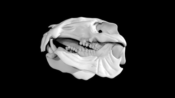 Hare skull 3d model