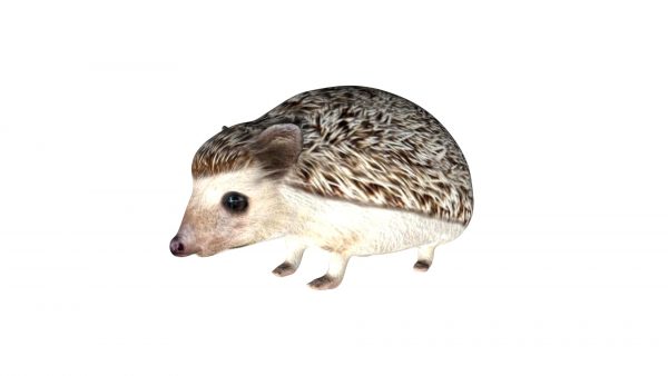 Hedgehog 3d model