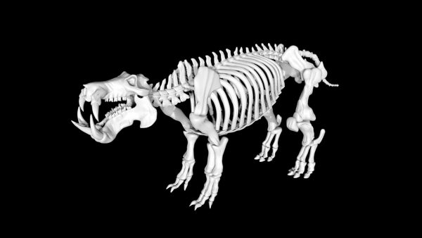 Hippo skeleton 3d model