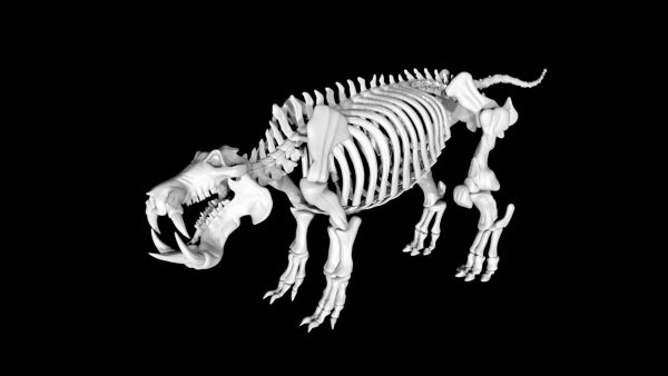 Hippo skeleton 3d model