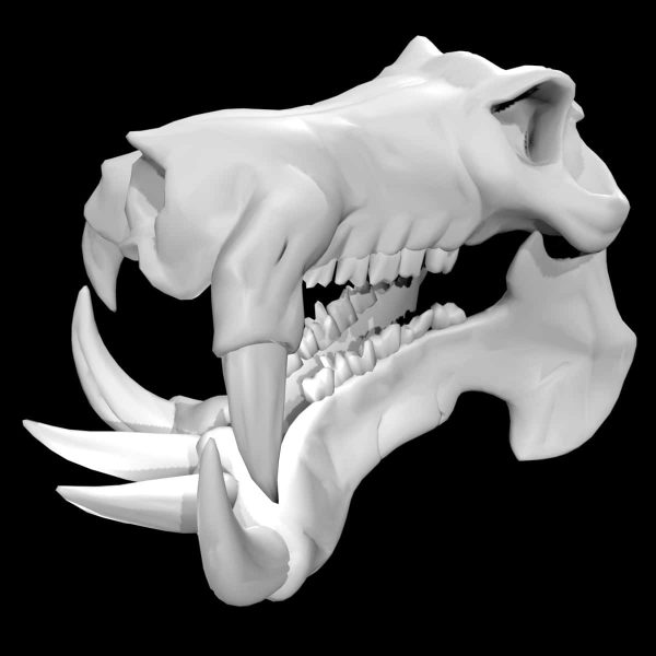 Hippo skull 3d model
