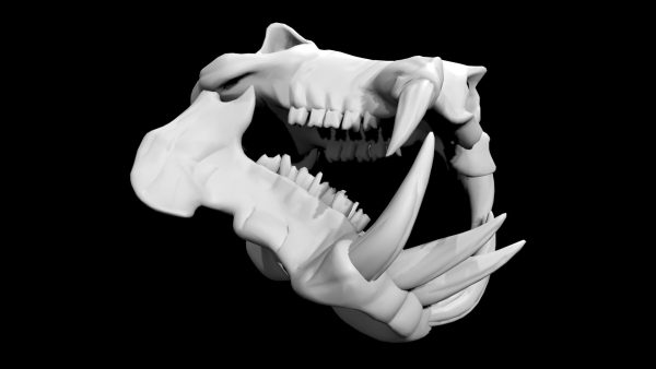 Hippo skull 3d model