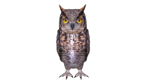 Horned owl 3d model