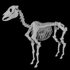 Horse skeleton 3d model