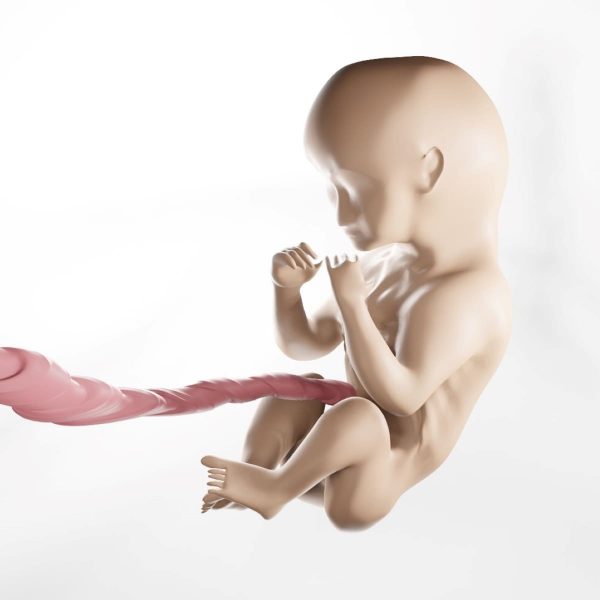 Human Embryo 3d model
